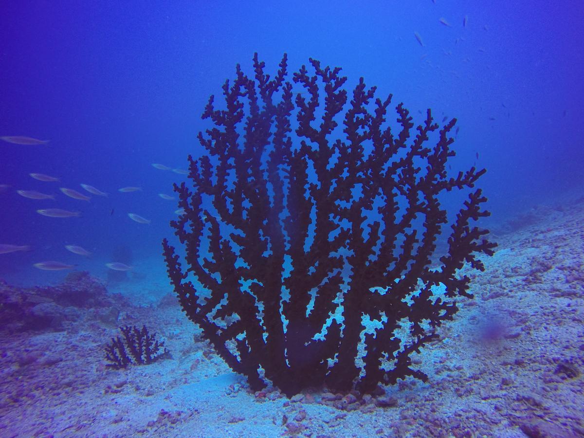 Plumeria Maldives Thinadhoo (Vaavu Atoll)