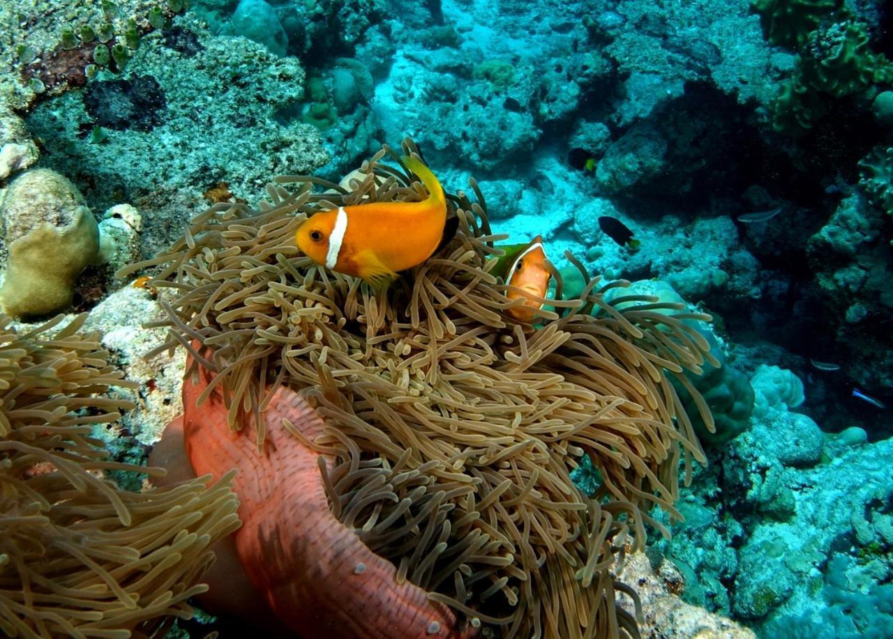 गेस्ट हाउस Plumeria Maldives 4*